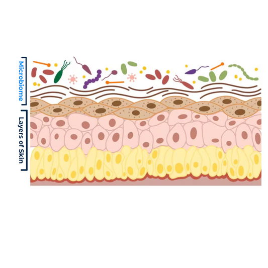 The Science of Your Skin Microbiome (and Why Billy Protects It)